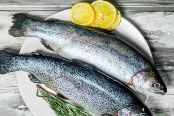 قیمت خرید ماهی سالمون جنوب عمده به صرفه و ارزان